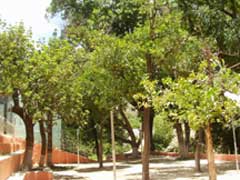 Trees at San Bartolo primary school