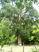 Big tree with virgin - San Bartolo