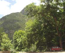 Trees at San Bartolo Jardin de Ninos