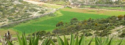 Oat field in the high plateau