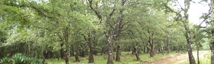 Live oak forest