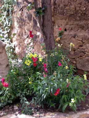 Flor